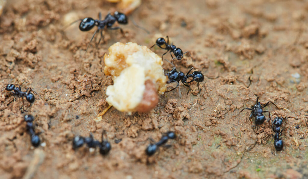 ants on a crumb of food - need ant treatment