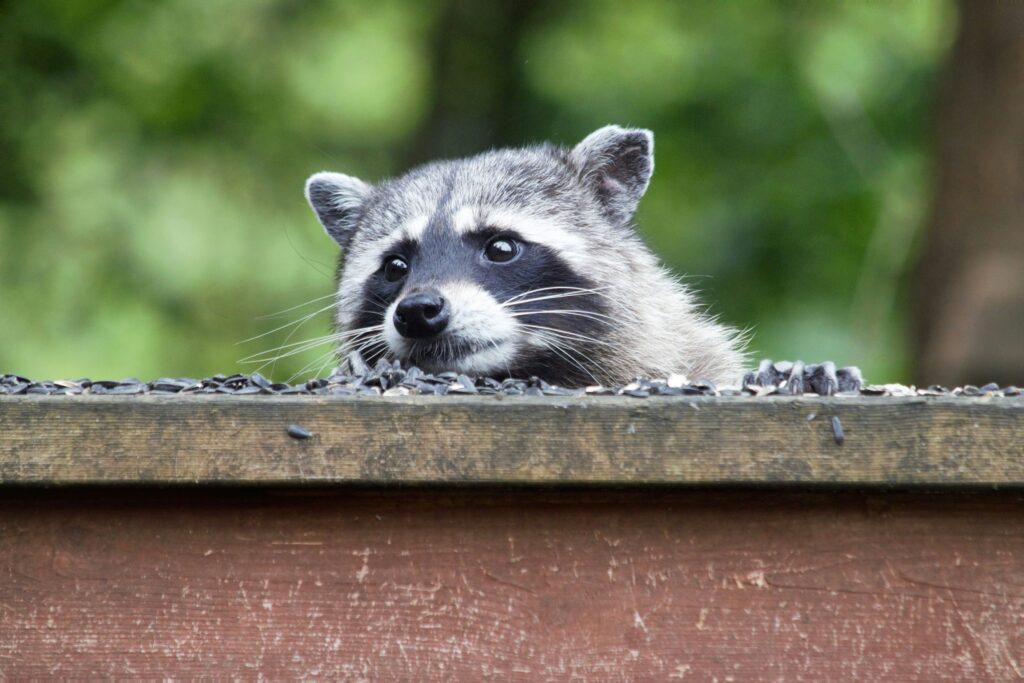 raccoon wildlife control